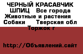 ЧЕРНЫЙ КРАСАВЧИК ШПИЦ - Все города Животные и растения » Собаки   . Тверская обл.,Торжок г.